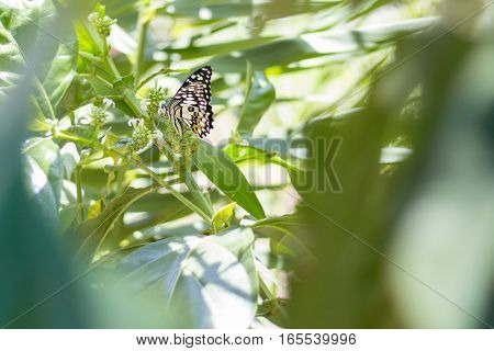 Green Swallowtail butterfly feeding on a pink Zinnia in sunny summer garden