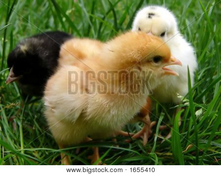 Noirs, blancs et poulet Gamboge