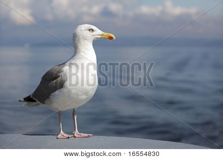 Profile of a standing seagull with sea and shore background