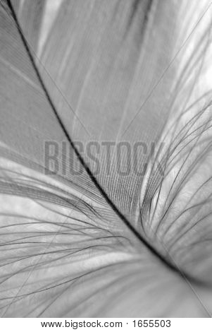 b&w Feder closeup