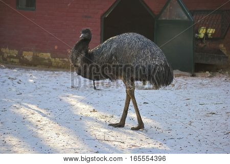 Emu (Dromaius novaehollandiae) walking on the snow. In Zagreb Zoo, Croatia.