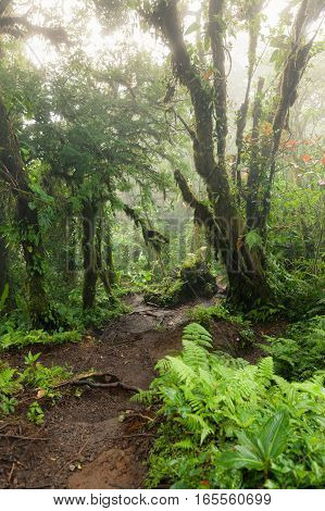 Lush foggy rainforest La Fortuna Costa Rica