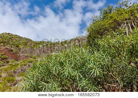 Road TF-12 in Anaga Rural Park - evergreen peaks with ancient forest on Tenerife Canary Islands winter travel destination