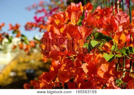 Bright orange Bougainvillea plant flowers in sunlight