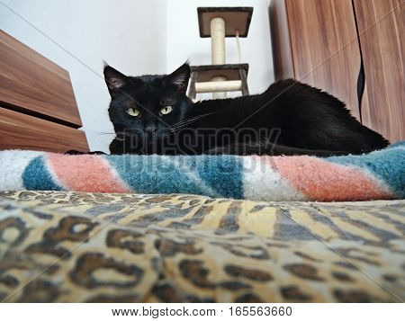looking black cat Violka resting on a bed in a bedroom