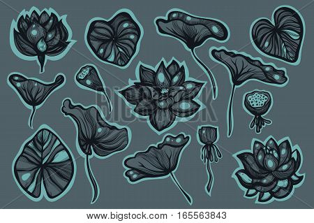 Nelumbo. Lotus. Set of flowers, buds, leaves, seed pods. Sketch floral botanical collection. Hand drawn.