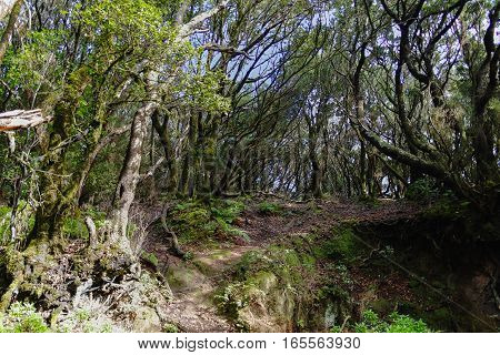 Road TF-12 in Anaga Rural Park - ancient forest on Tenerife Canary Islands winter travel destination