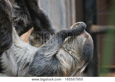 sloth long clawed eating claws showing (Choloepus hoffmanni)