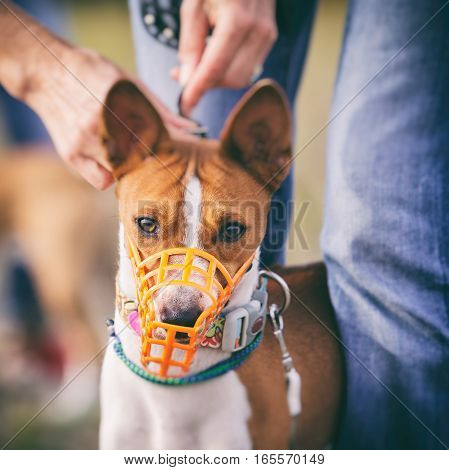 Portrait of Basenji dogs muzzled for a run. In training coursing field. Muzzle dog clothes before the start