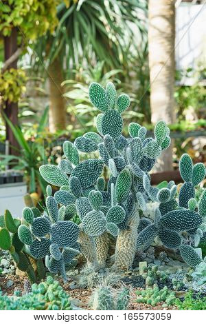 Prickly pear melkoporistaja (lat. Opuntia microdasys) is a plant of the cactus family (Cactaceae)