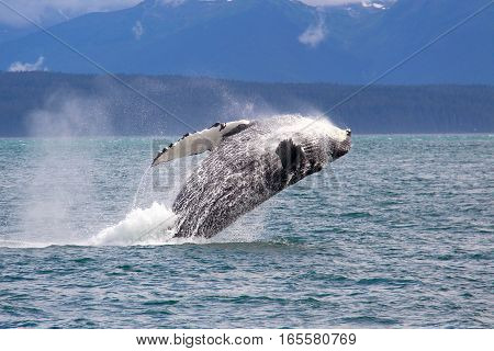 Humpback whale jumping in the sea of Alaska