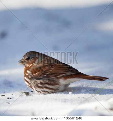 Fox Sparrow (Passerella iliaca) eating seeds in the snow