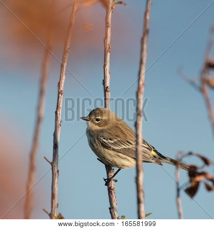Yellow-rumped Warbler (Setophaga coronata) in non-breeding plumage