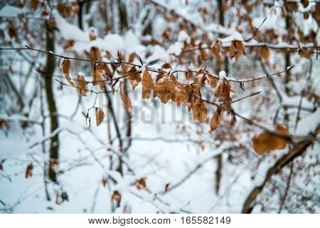 Leaves In Winter Covered In Snow