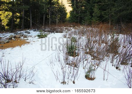 Snow fall in the forest in Naran Valley Kaghan KPK Pakistan