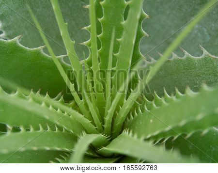 Fleshy and prickly leaves of spiny plant