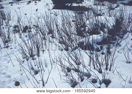 Bushes and foot steps in the snow in cold