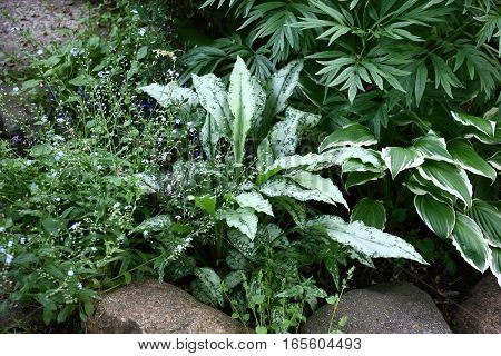 In a flower bed among plants it is allocated with the silvery leaves high quality pulmonaria.