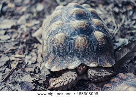 old turtles hide head in carapace on dry leaf ground