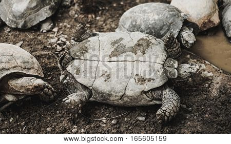 turtes turn over in the zoo with dark tone