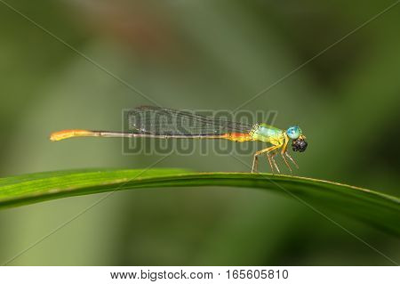 A red tailed Damselfly hanging & resting on a leaf eating with nature background.Macro photography.