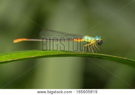 A red tailed Damselfly hanging & resting on a leaf eating with nature background.Macro photography.