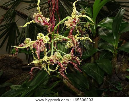 Dendrobium Spectabile - The Alien Orchid  (baby Clara)