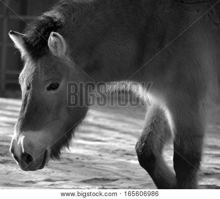 Przewalski Horse or Dzungarian Horse, is a rare and endangered subspecies of wild horse (Equus ferus) native to the steppes of central Asia, specifically China and Mongolia