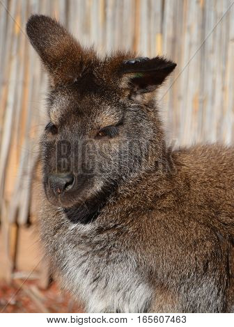 A wallaby is any animal belonging to the family Macropodidae that is smaller than a kangaroo and hasn't been designated otherwise.