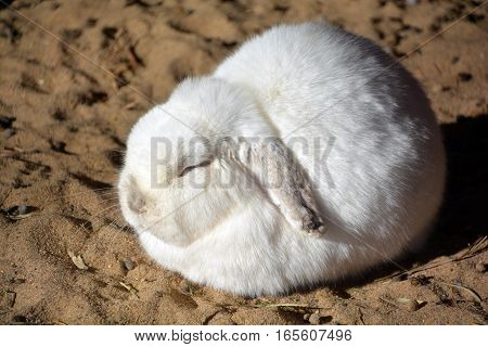 Rabbits are small mammals in the family Leporidae of the order Lagomorpha, found in several parts of the world.