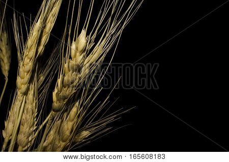 Wheat isolated on black background. Golden branch.