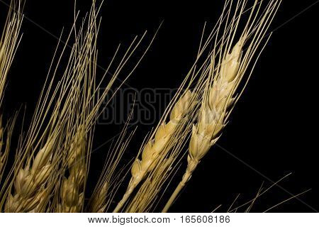Wheat isolated on black background. Golden branch.