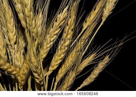 Wheat isolated on black background. Golden branch.