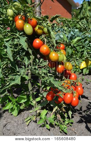 Cherry tomatoes are one of the easiest veggies to grow and as a gardener. Ripe cherry tomatoes growing on the branches.