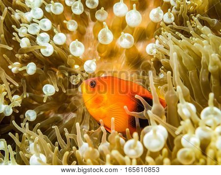 Red Saddleback Anemonefish In The Anemone