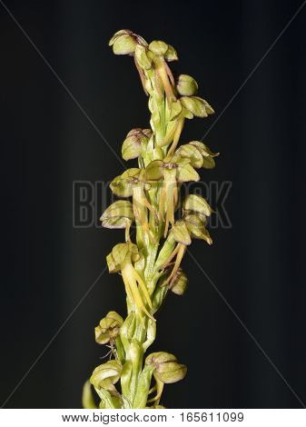 Man Orchid - Orchis anthropophora against black background