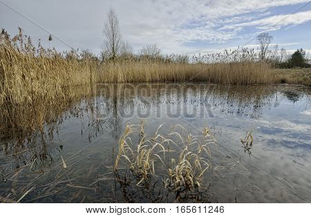 Winter pond with reedbed - Phragmites australis