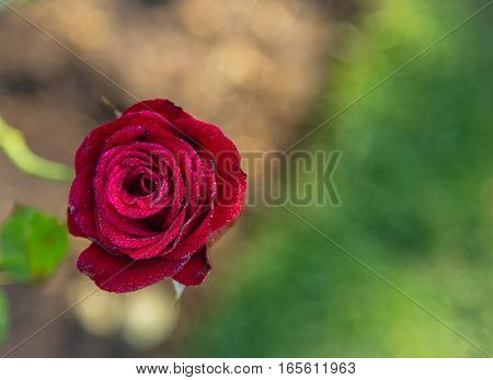Red roses in the front garden. For Valentine's Day