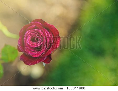 The morning sun shines on the red rose garden. For Valentine's Day