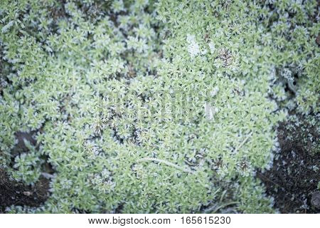 Green Moss With Rime