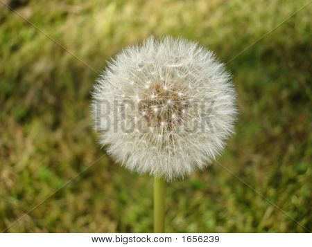Dandelion Clock