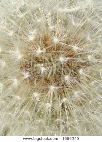 Dandelion Clock / Dandelion Seeds 