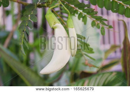 White agasta flower of Sesbania Vegetable Hummingbird , vegetable and herbs for health