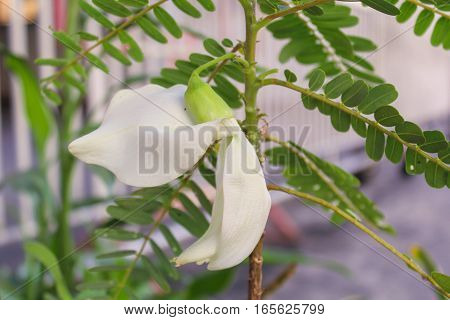 White agasta flower of Sesbania Vegetable Hummingbird , vegetable and herbs for health