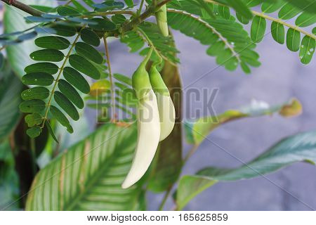 White agasta flower of Sesbania Vegetable Hummingbird , vegetable and herbs for health