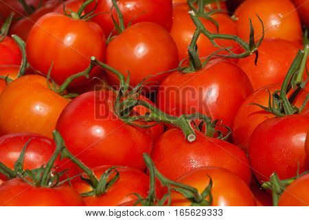 Fresh Tomatoes