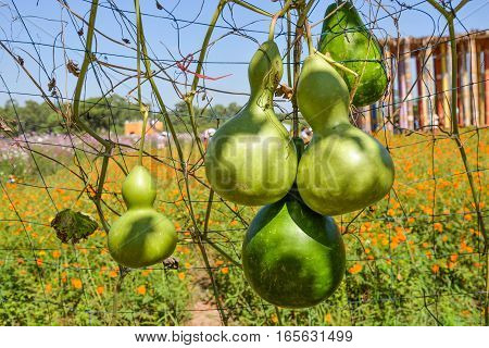 Bunch of calabash is in the farm