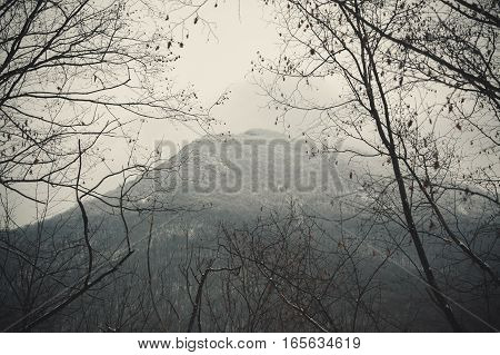 Mountain Through Brunches