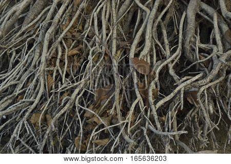 the thickly copsy roots of tree are casebound between itself creating