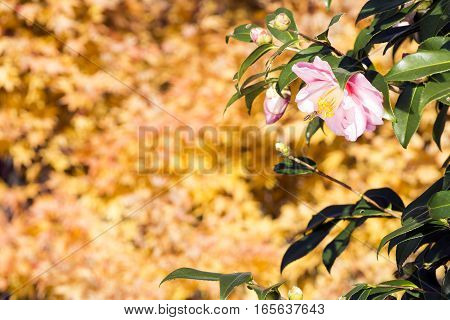 Pale pink camellia sasanqua flower in front of autumn color leaves